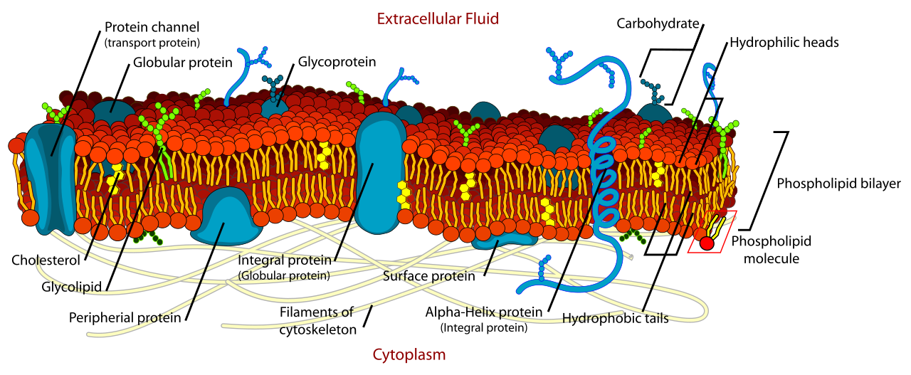 The fluid mosaic model of the cell membrane. This conceptual model simplifies a highly complex biological boundary into a visual representation, allowing scientists to understand and predict how proteins and lipids interact dynamically.