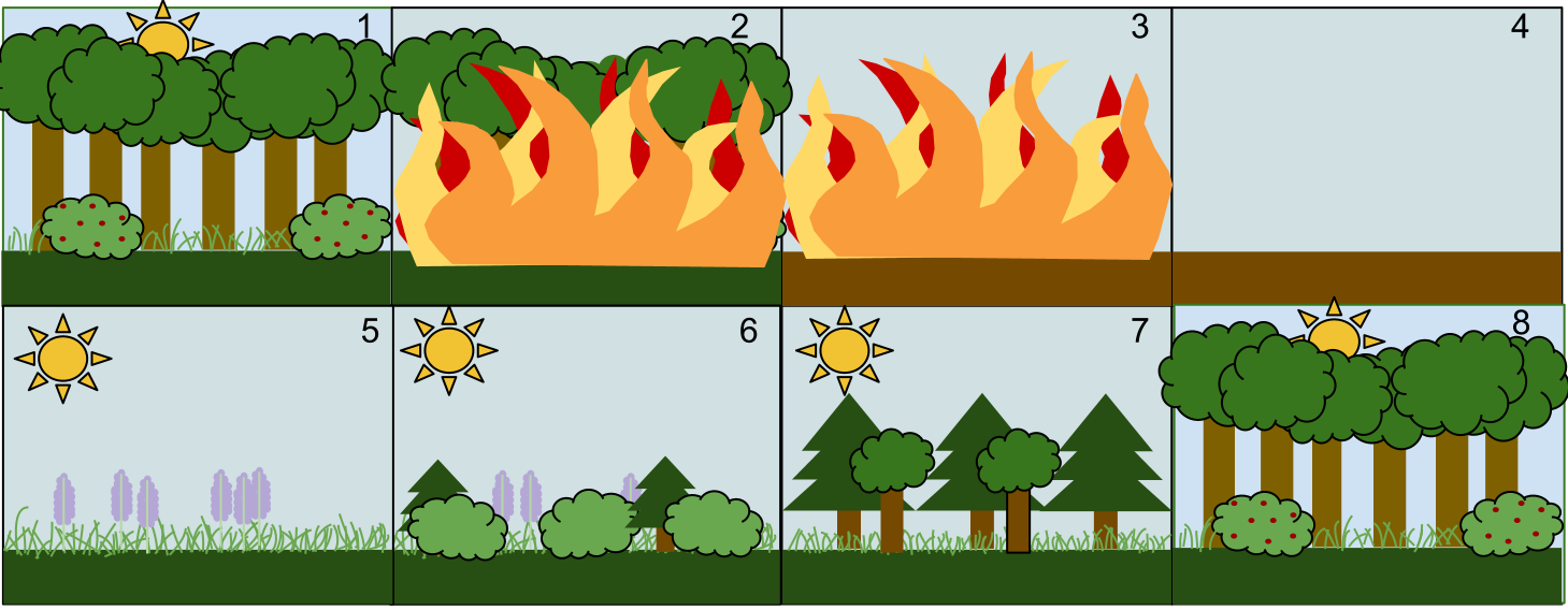 The typical stages of secondary succession following a disturbance, highlighting how an intact soil layer accelerates the transition from pioneer grasses to a mature forest.