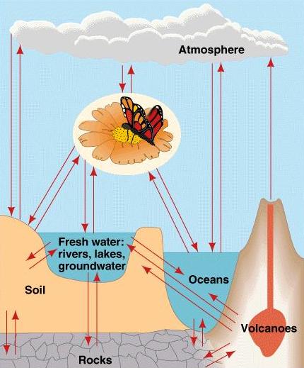 Diagram illustrating a generalized biogeochemical cycle, mapping the flow of elements between biological, geological, and chemical reservoirs over time.