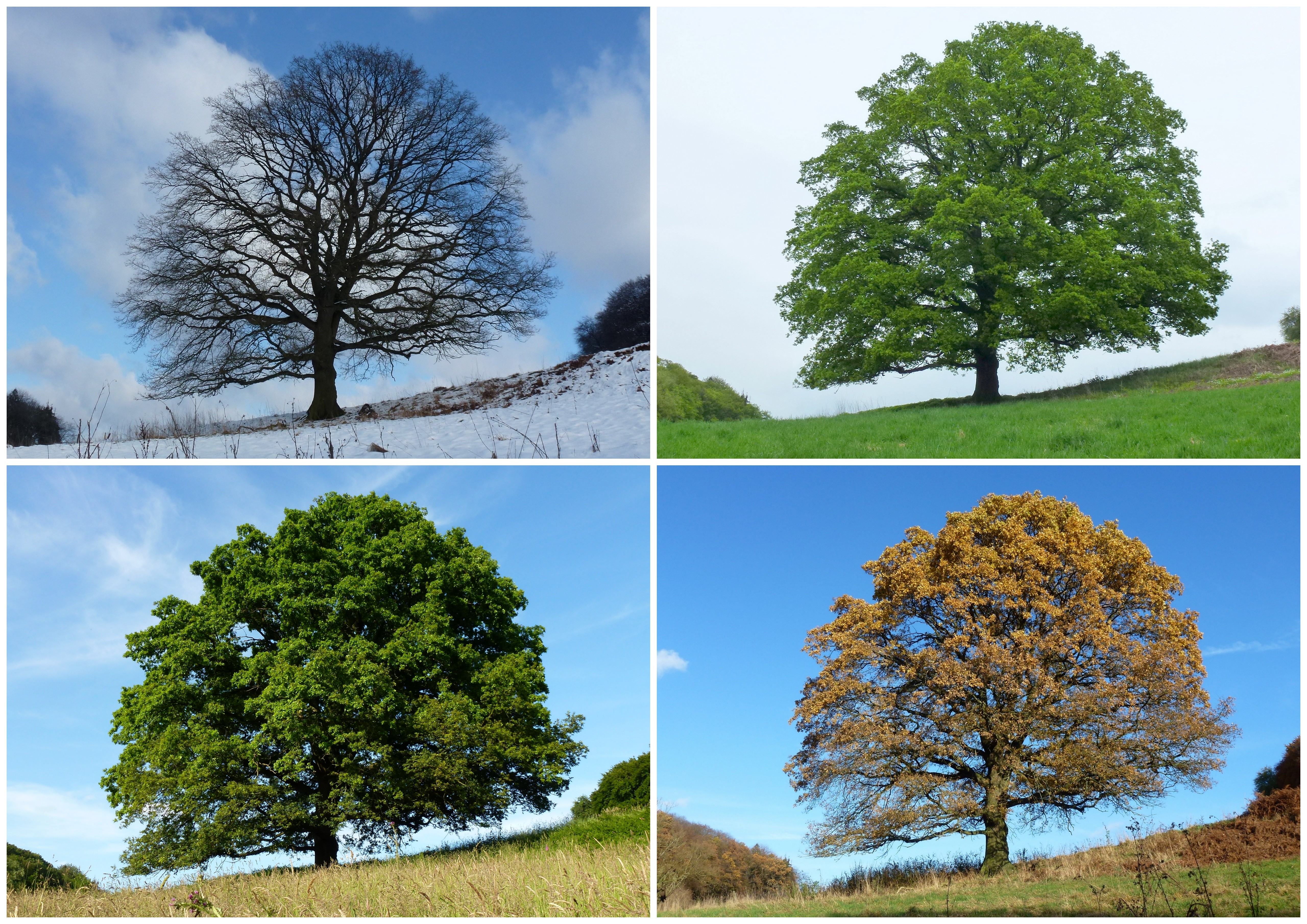 While specific holidays and days of the week are capitalized, the four seasons are treated as general atmospheric conditions and remain lowercase in standard English.