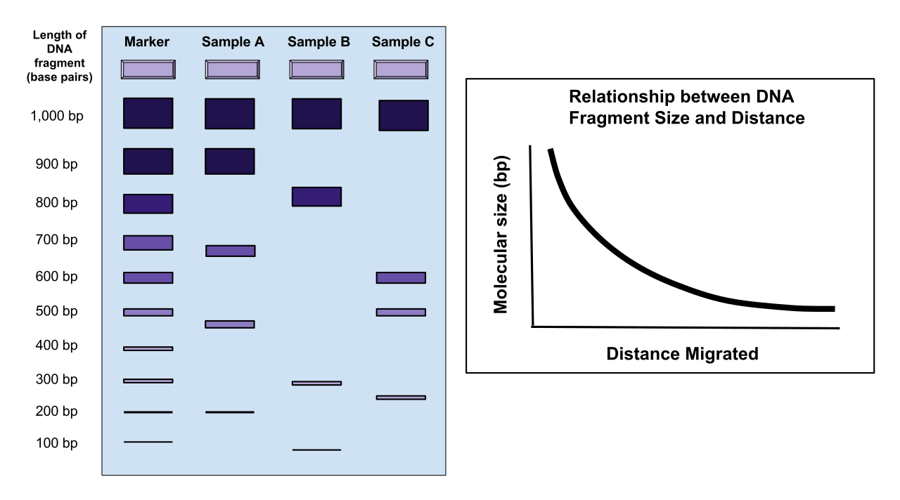 During gel electrophoresis, negatively charged DNA molecules migrate toward the positive electrode. Smaller DNA fragments move more quickly and further through the porous agarose gel matrix than larger ones.