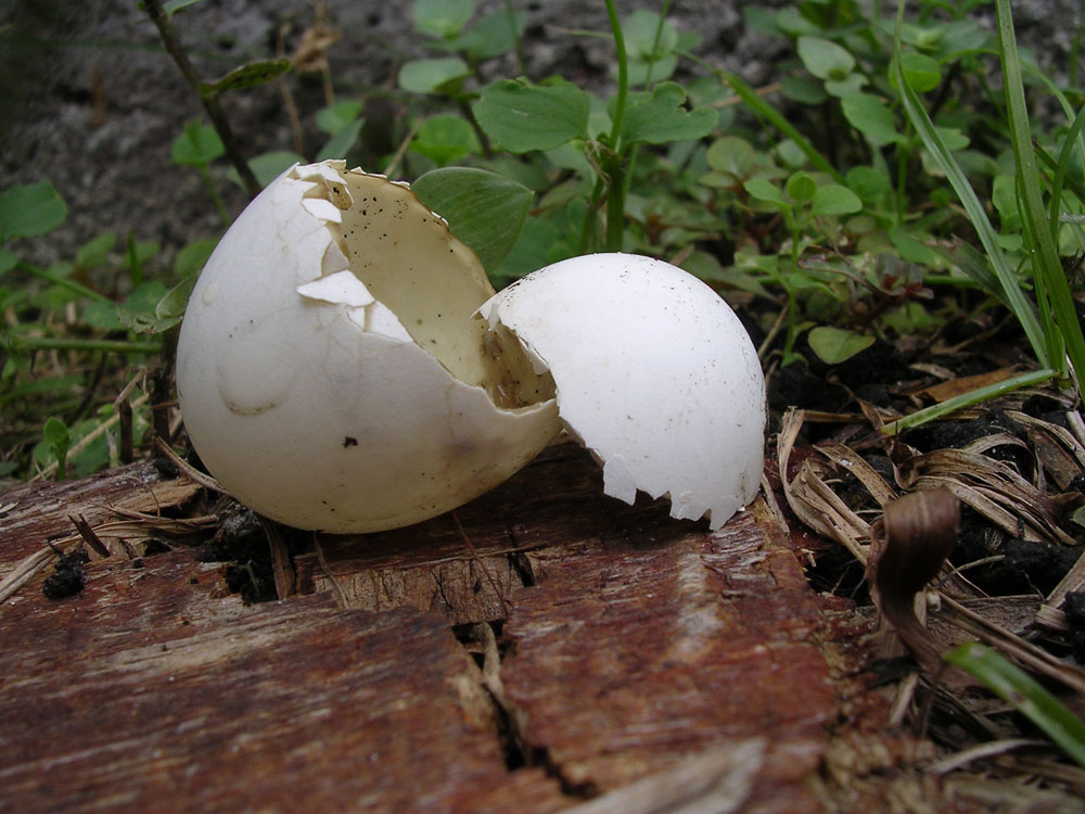 An eggshell is the classic visual shorthand for the thin skull rule — the defendant must take the victim as found, however fragile.
