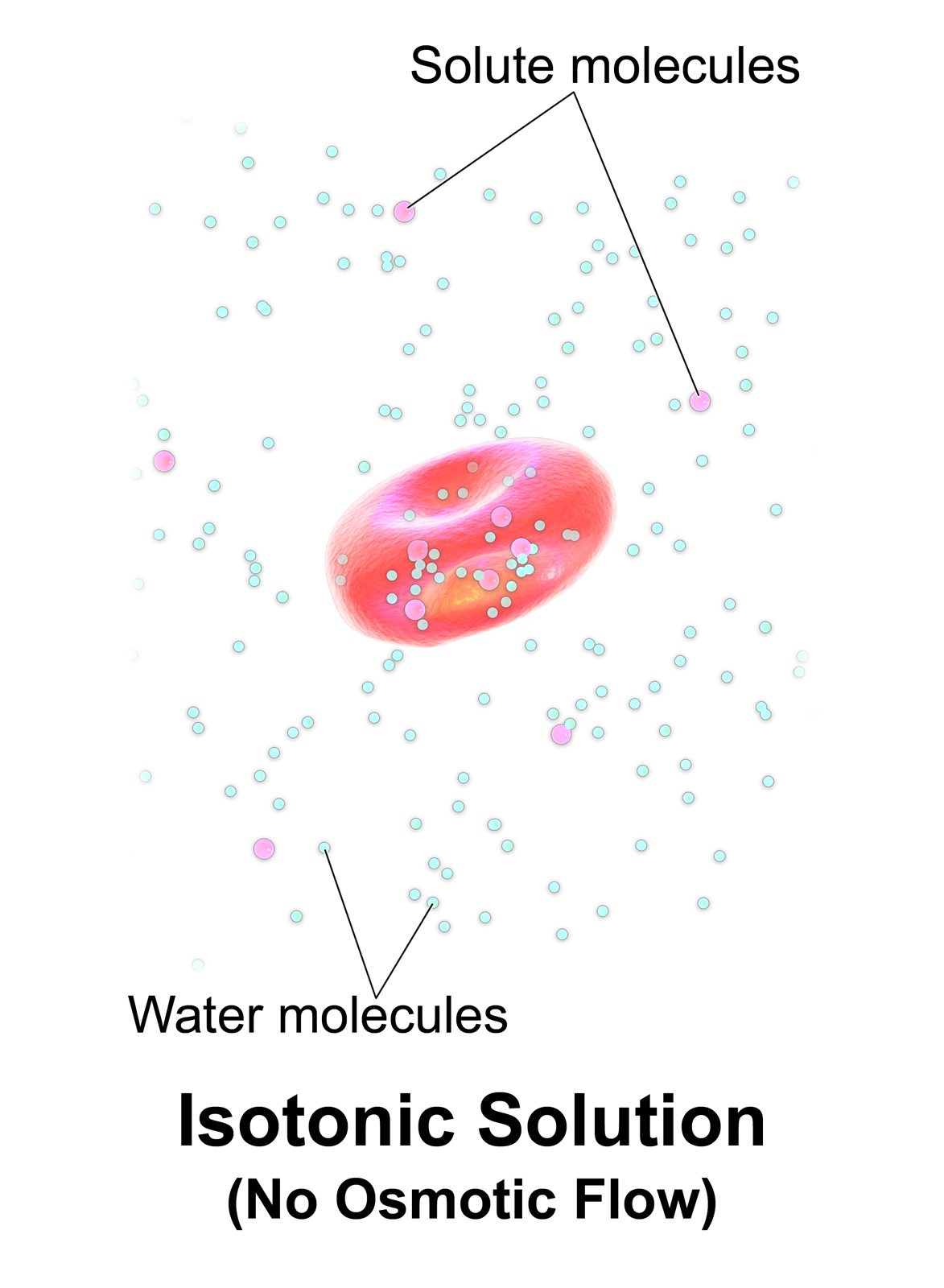Isotonic crystalloids maintain osmotic equilibrium with red blood cells. This prevents cellular swelling or shrinkage, ensuring the infused fluid remains within the vascular space to counteract hypovolemic shock.
