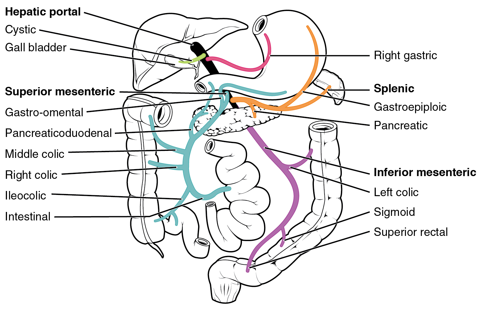The hepatic portal vein system. Orally administered medications are absorbed into this network and transported directly to the liver, subjecting them to the destructive first-pass effect.