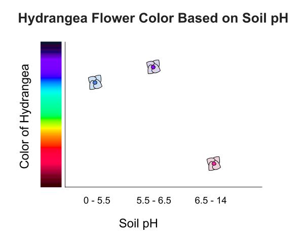 Hydrangea flower coloration demonstrates direct environmental influence on phenotype, with acidic soil producing blue flowers and alkaline soil producing pink flowers.