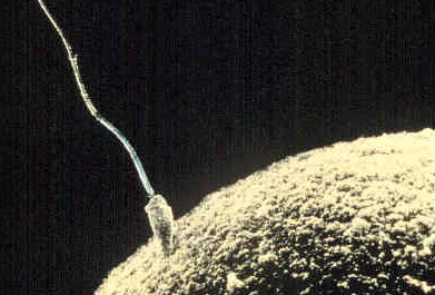 Fertilization occurs when a male gamete (sperm) and a female gamete (egg) fuse, combining their halved genetic libraries to restore the full chromosome count in the resulting zygote.