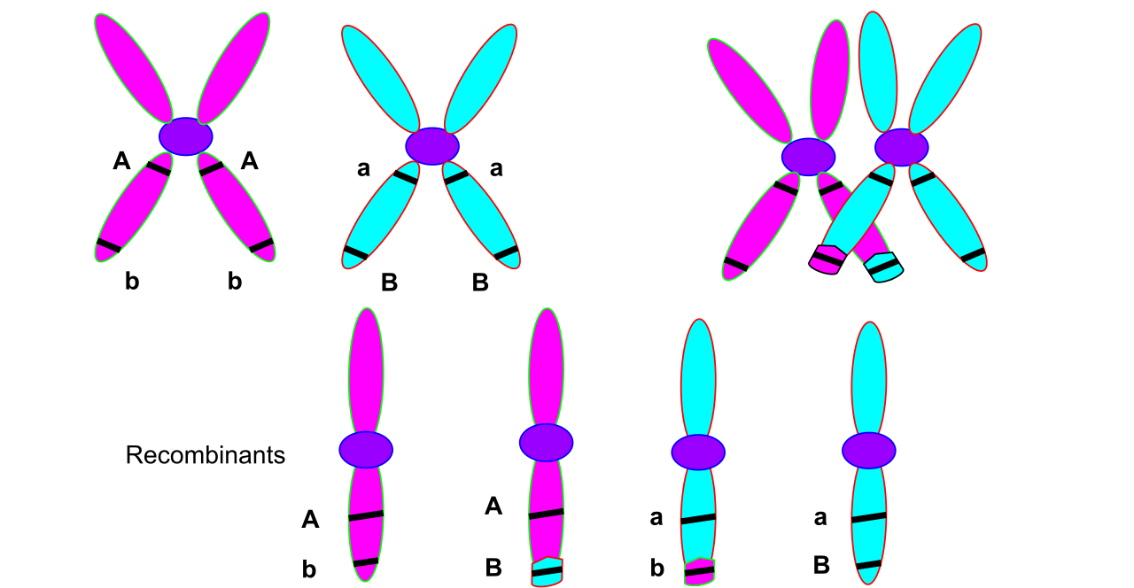 During meiosis, homologous chromosomes exchange genetic material through crossing over, which can separate linked genes onto different chromatids and increase genetic variation.