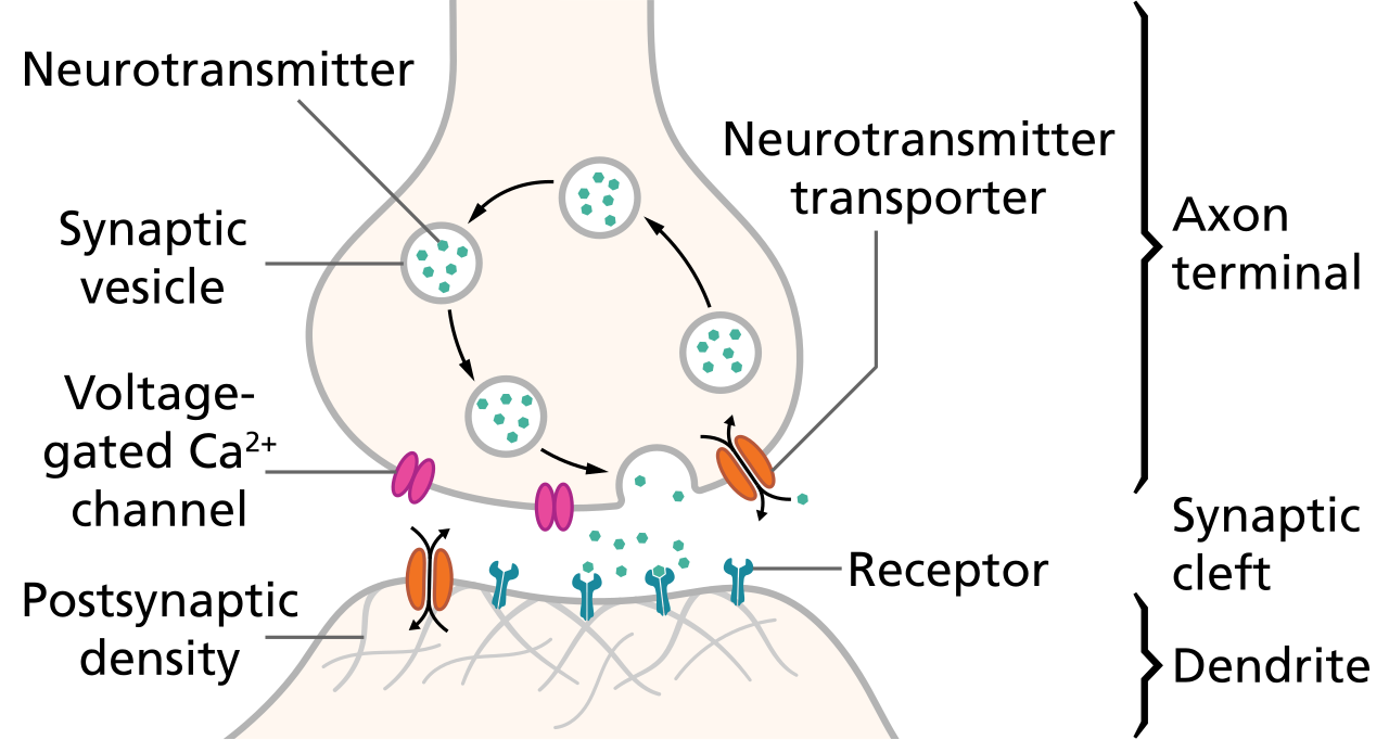 When an action potential reaches the axon terminal, neurotransmitters are released into the synaptic cleft to bind with receptors on the target cell.