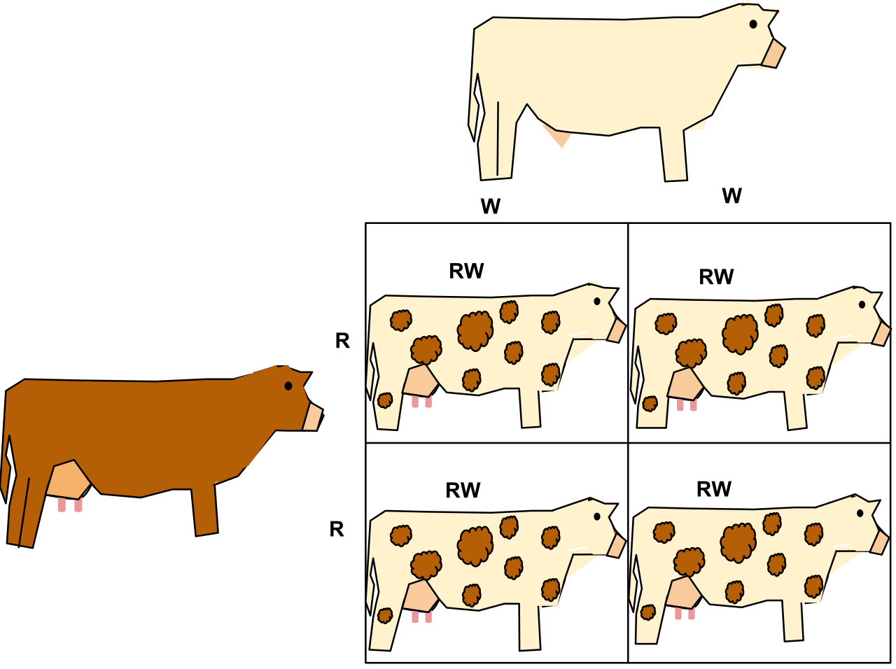 Codominance in cattle: crossing a homozygous white parent with a homozygous red parent produces a roan offspring expressing both traits simultaneously.