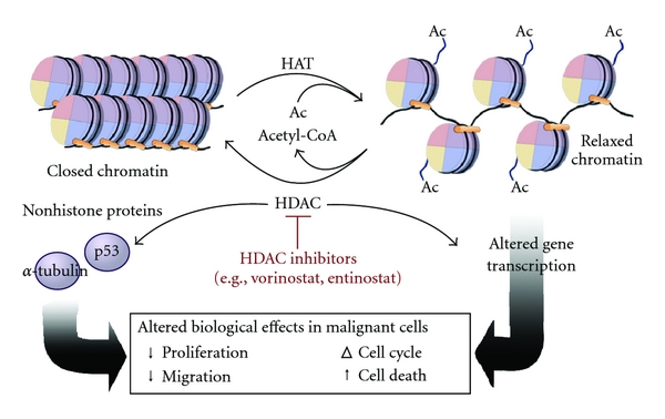 Histone acetylation alters chromatin structure by loosening the association between DNA and histone proteins, acting as an epigenetic 'on switch' to promote active gene transcription.