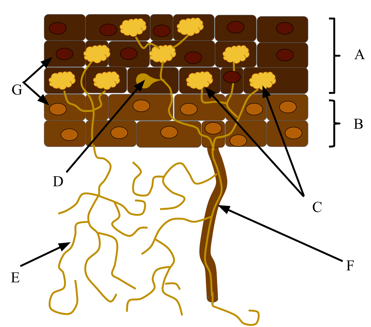 A diagram illustrating the obligate mutualism of mycorrhizae: fungal hyphae significantly expand the root's surface area for water and nutrient absorption, while the plant supplies the fungi with fixed carbon.