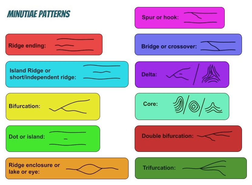 Fingerprint authentication relies on extracting and matching unique anatomical features, such as ridge endings and bifurcations, to mathematically verify a user's identity.