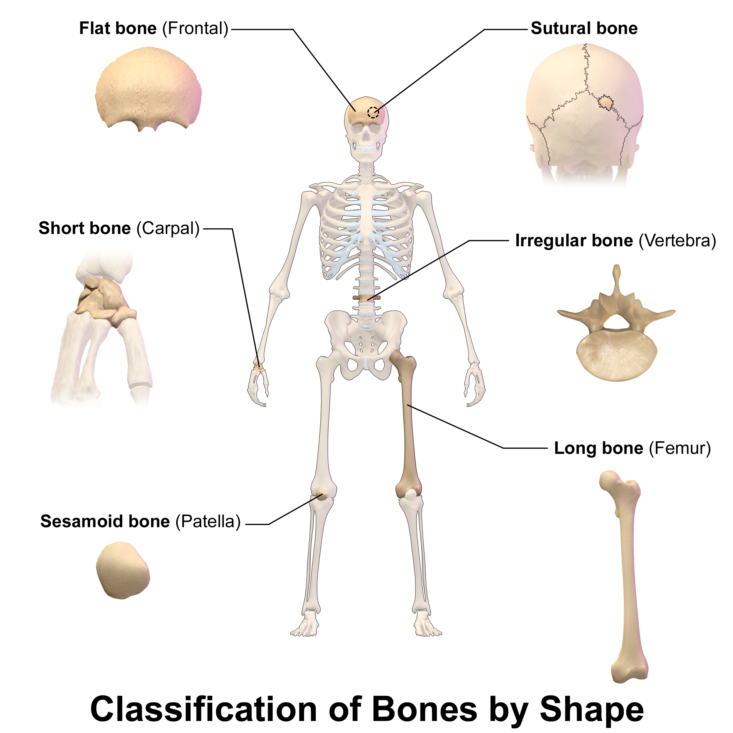 Bones are anatomically classified into five structural categories based on their shape: flat, irregular, long, short, and sesamoid.