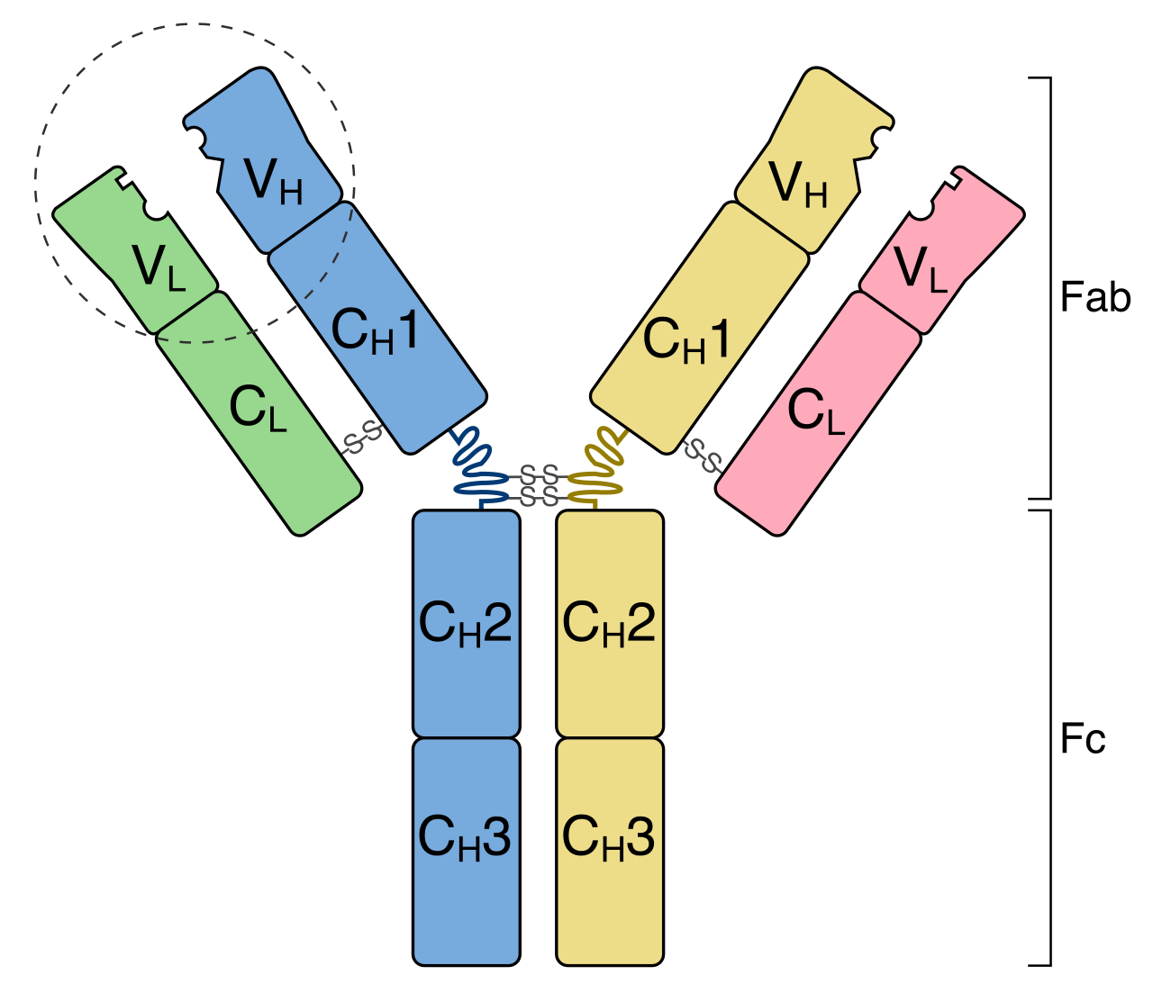 Schematic structure of an antibody, highlighting the unique variable regions at the upper tips that act as a specific lock-and-key mechanism to identify and bind to matching antigens.