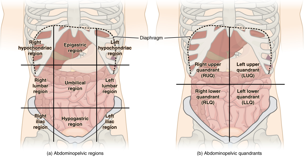 Anatomical mapping of the abdominal quadrants and regions, which dictate the structured path for systematic inspection, auscultation, percussion, and palpation.