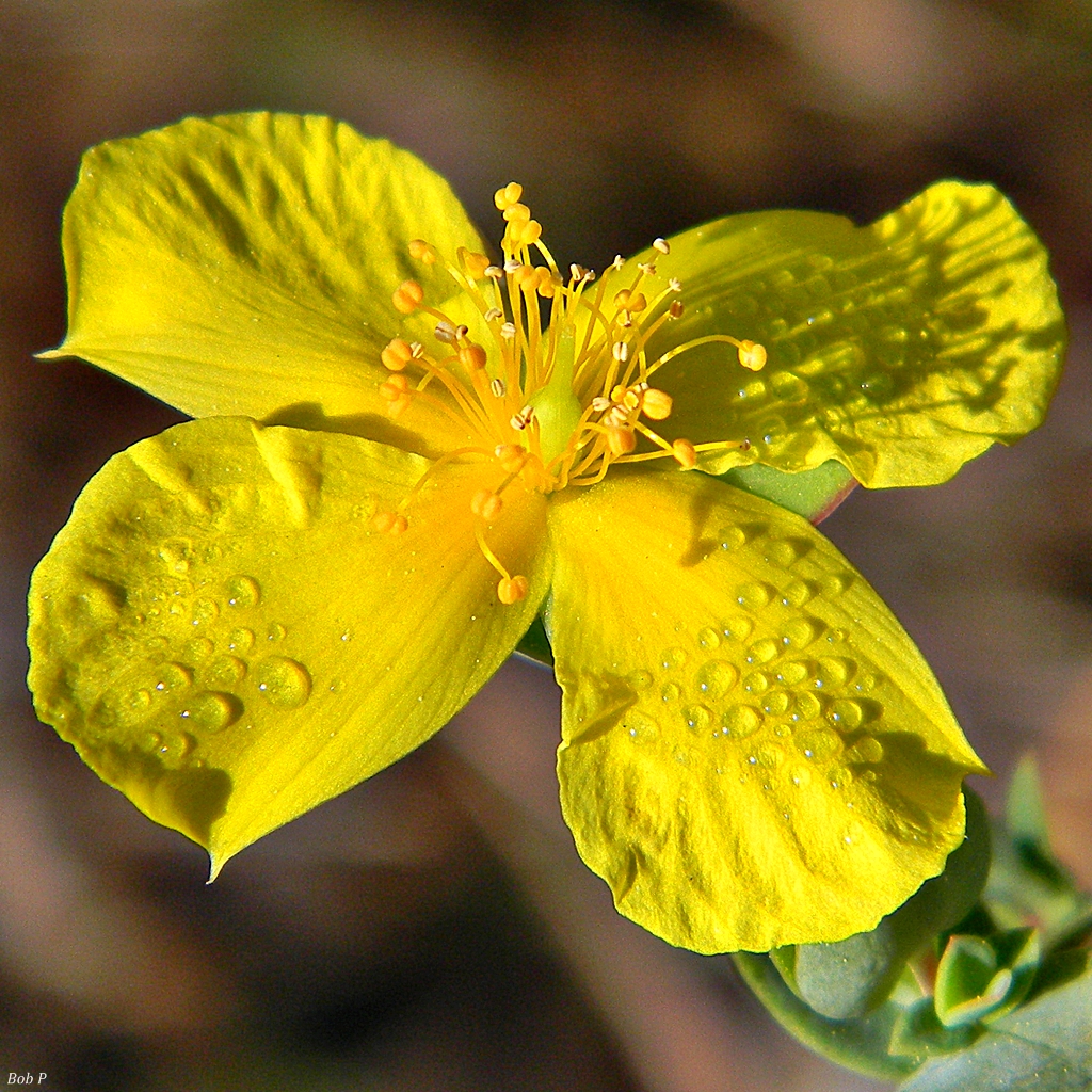 St. John's wort, a common herbal supplement, is a prime example of why thorough medication histories are vital; it can cause severe interactions with antidepressants and oral contraceptives.