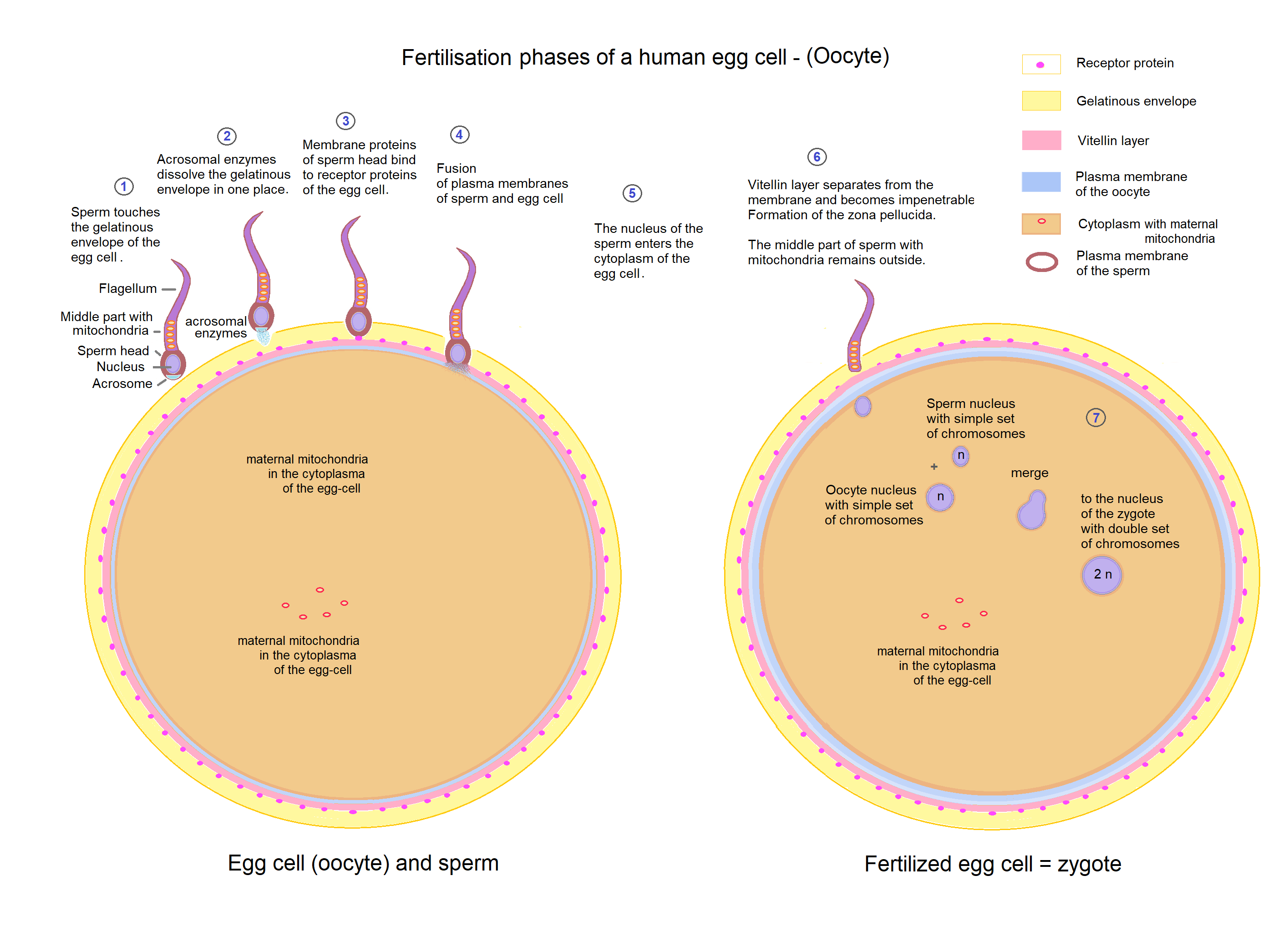 Fertilization occurs when a haploid sperm cell successfully penetrates and fuses with a haploid egg cell, combining their genetic material to form a single diploid zygote.
