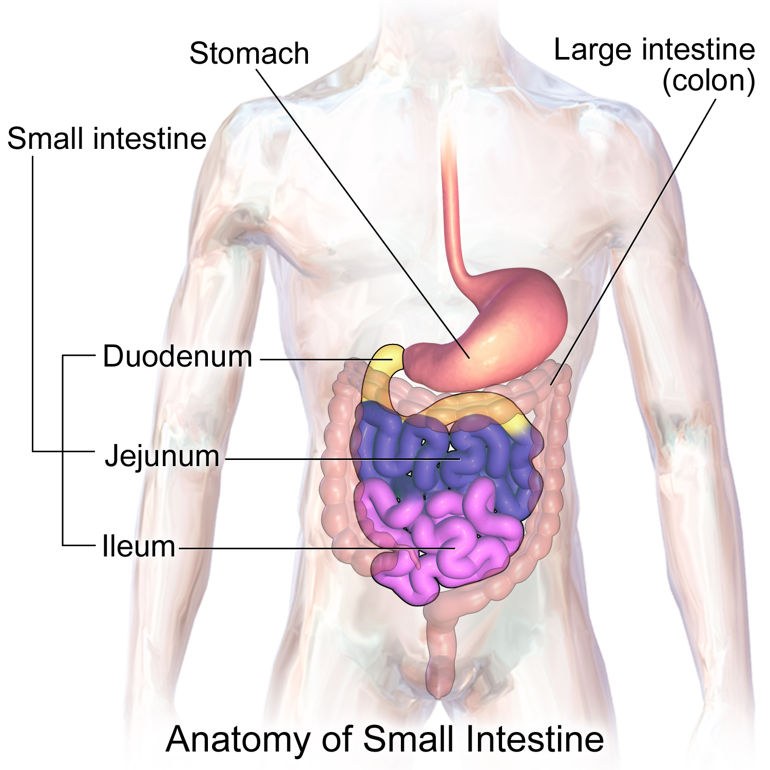 Anatomy of the small intestine, showing its three distinct segments: the duodenum, jejunum, and ileum.