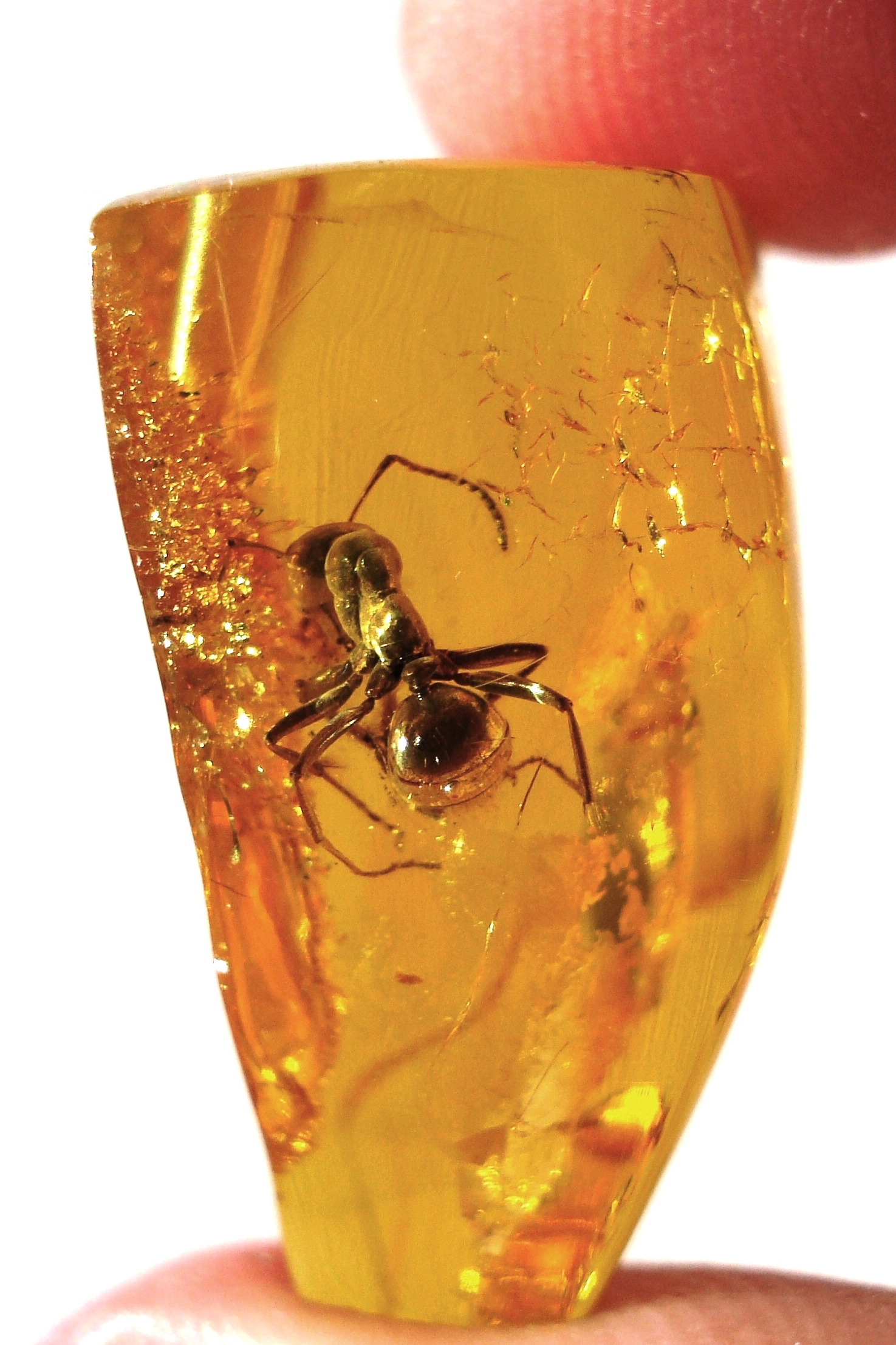 Just as amber perfectly preserves a trapped insect, the WORM (Write-Once, Read-Many) format guarantees that electronic financial records cannot be altered or deleted after creation.