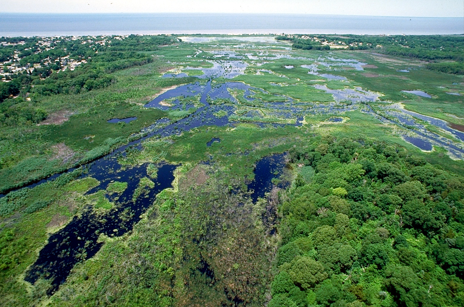 Wetlands act as crucial ecological filters and habitats. Conservation Advisory Councils assess how proposed real estate developments might disrupt these sensitive environments.