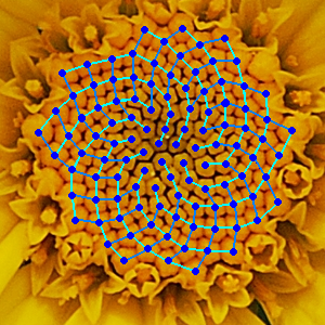 The spiral seed arrangements in plants like the chamomile and sunflower are governed by strict mathematical patterns, often following the Fibonacci sequence.