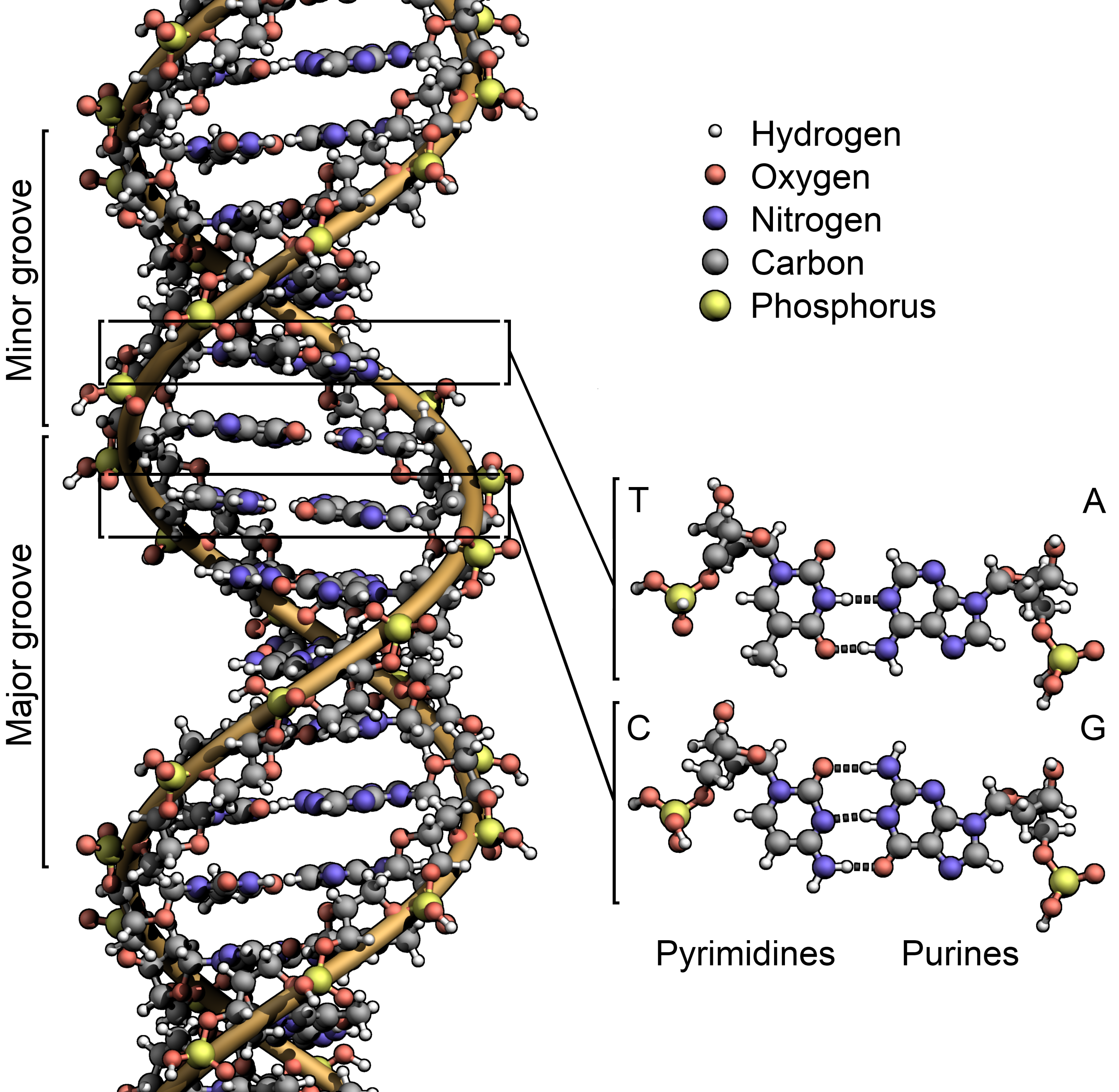 Diagrammatic representation of the DNA double helix structure. Unlocking this fundamental biological mystery required the interdisciplinary fusion of principles and methods from biology, chemistry, and physics.