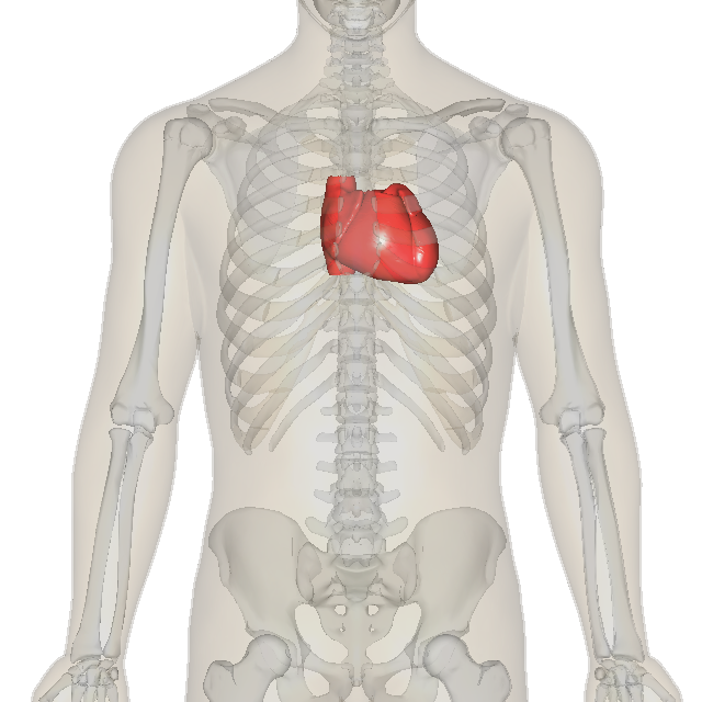 The human heart is located centrally in the thorax with its apex pointing to the left, which is exactly where the apical pulse is auscultated.