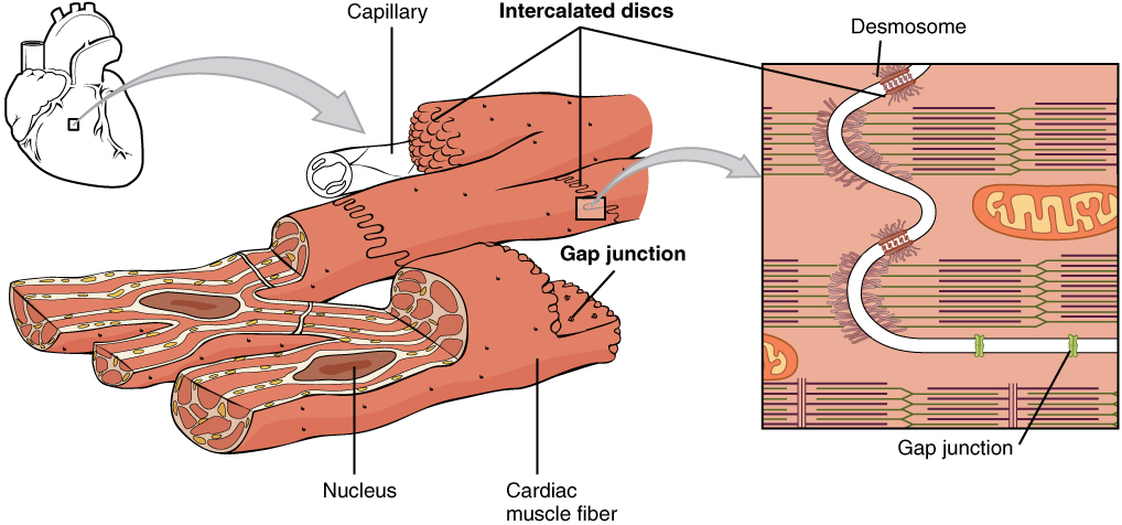 Cardiac muscle cells are joined by intercalated discs, which contain specialized gap junctions that allow synchronized electrical signals to coordinate heartbeats.
