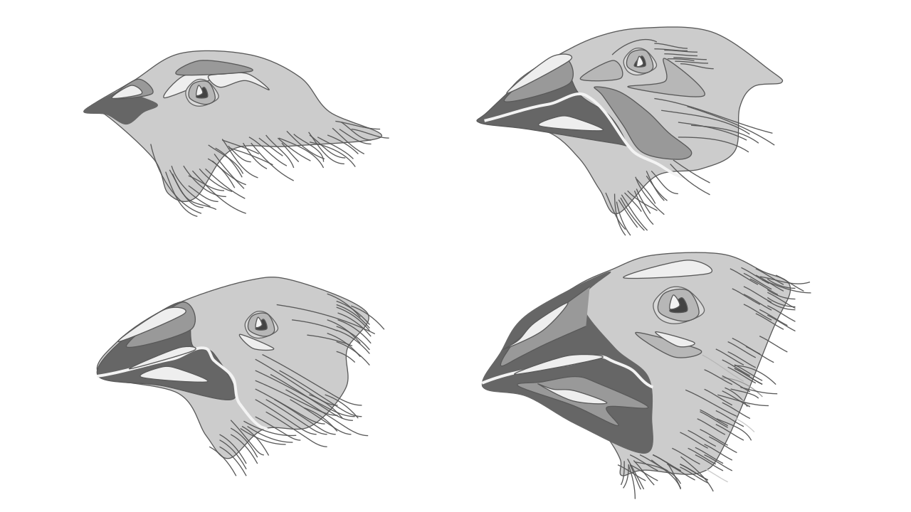 Character displacement diagram showing how overlapping niches drive the evolution of divergent traits, such as distinct beak sizes, allowing competing species to stably coexist by minimizing resource overlap.