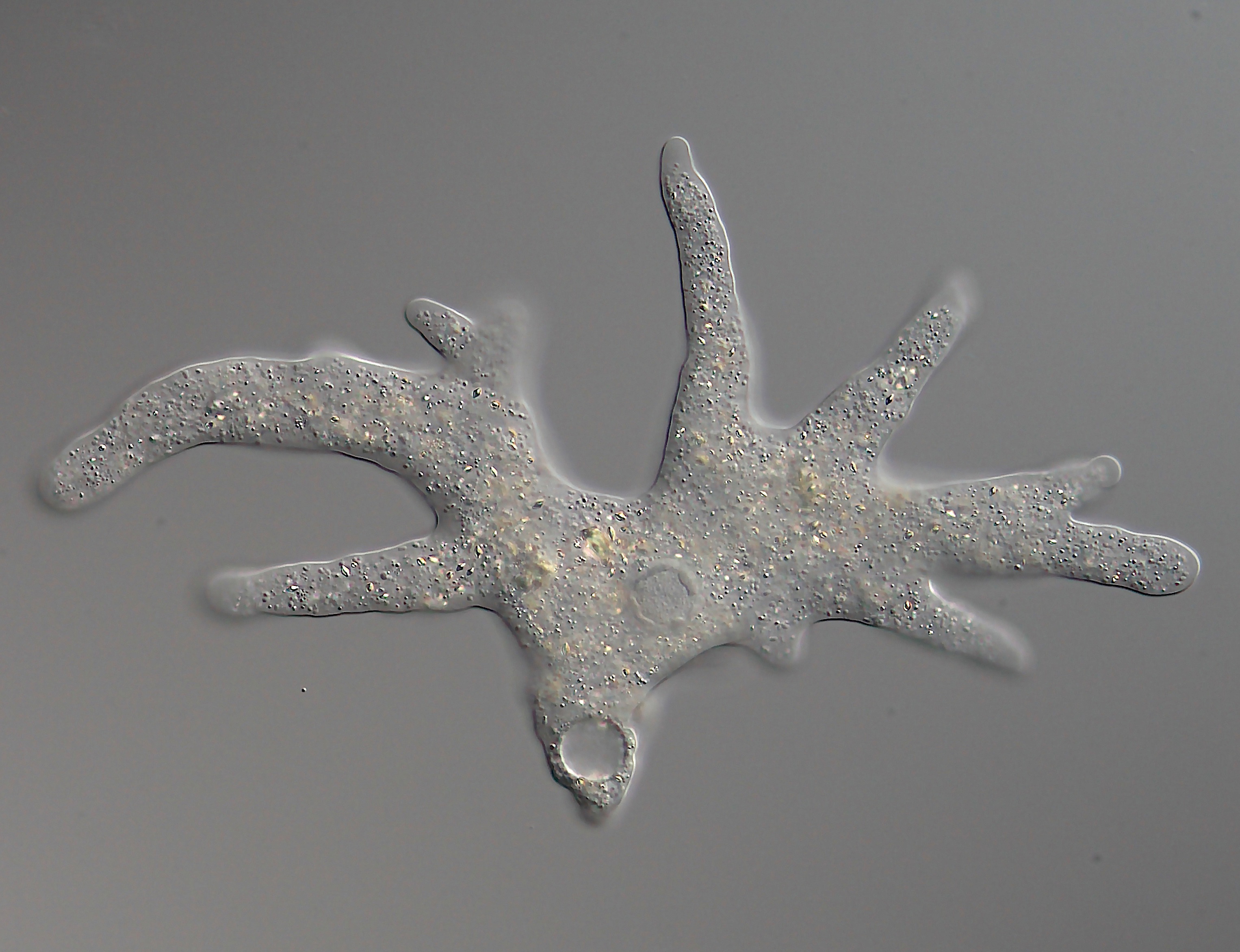 An Amoeba proteus extending multiple pseudopodia, temporary cytoplasmic projections used for motility and engulfing food.