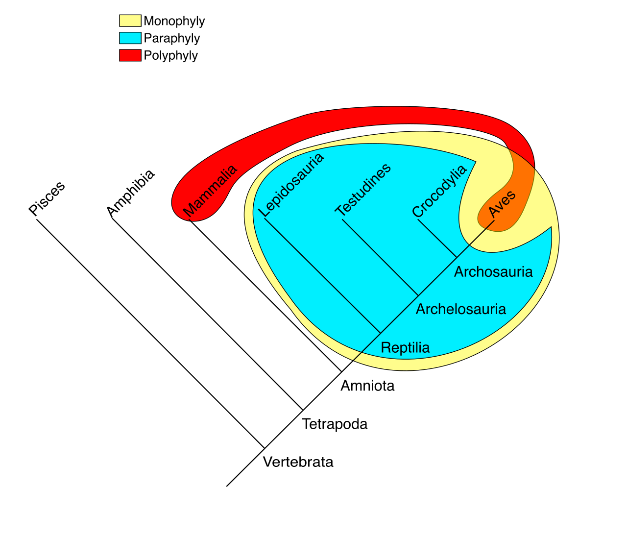 In cladistics, valid groupings must be monophyletic (yellow), including an ancestor and all its descendants. Paraphyletic (cyan) and polyphyletic (red) groups are invalid because they either exclude descendants or fail to include the most recent common ancestor.