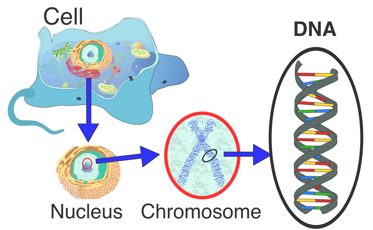 In eukaryotic cells, the majority of genetic information is packaged into chromosomes and safely isolated within the cell nucleus.