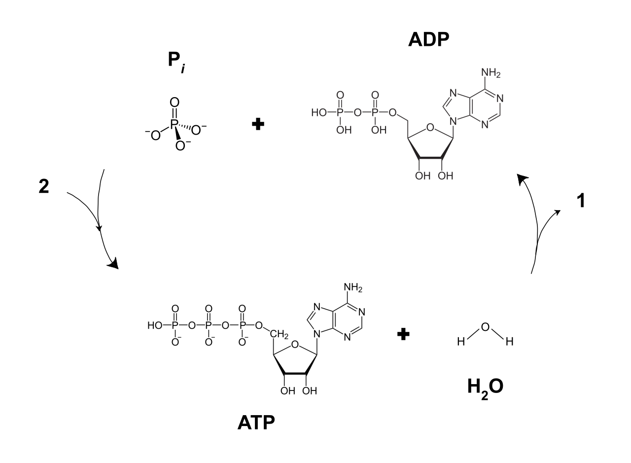 The continuous cycle of ATP hydrolysis and synthesis. Energy extracted from food fuels the phosphorylation of ADP into ATP, which is then broken down to release energy for cellular work.