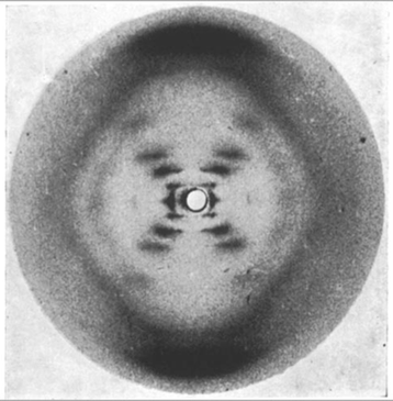 Rosalind Franklin's Photo 51. This X-ray diffraction image provided the precise quantitative empirical evidence needed to deduce the double-helix geometry of DNA.