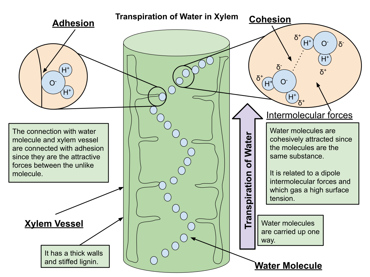 Diagram illustrating the cohesion-tension theory, where transpiration from leaves creates negative pressure that pulls a continuous water column up through the xylem.