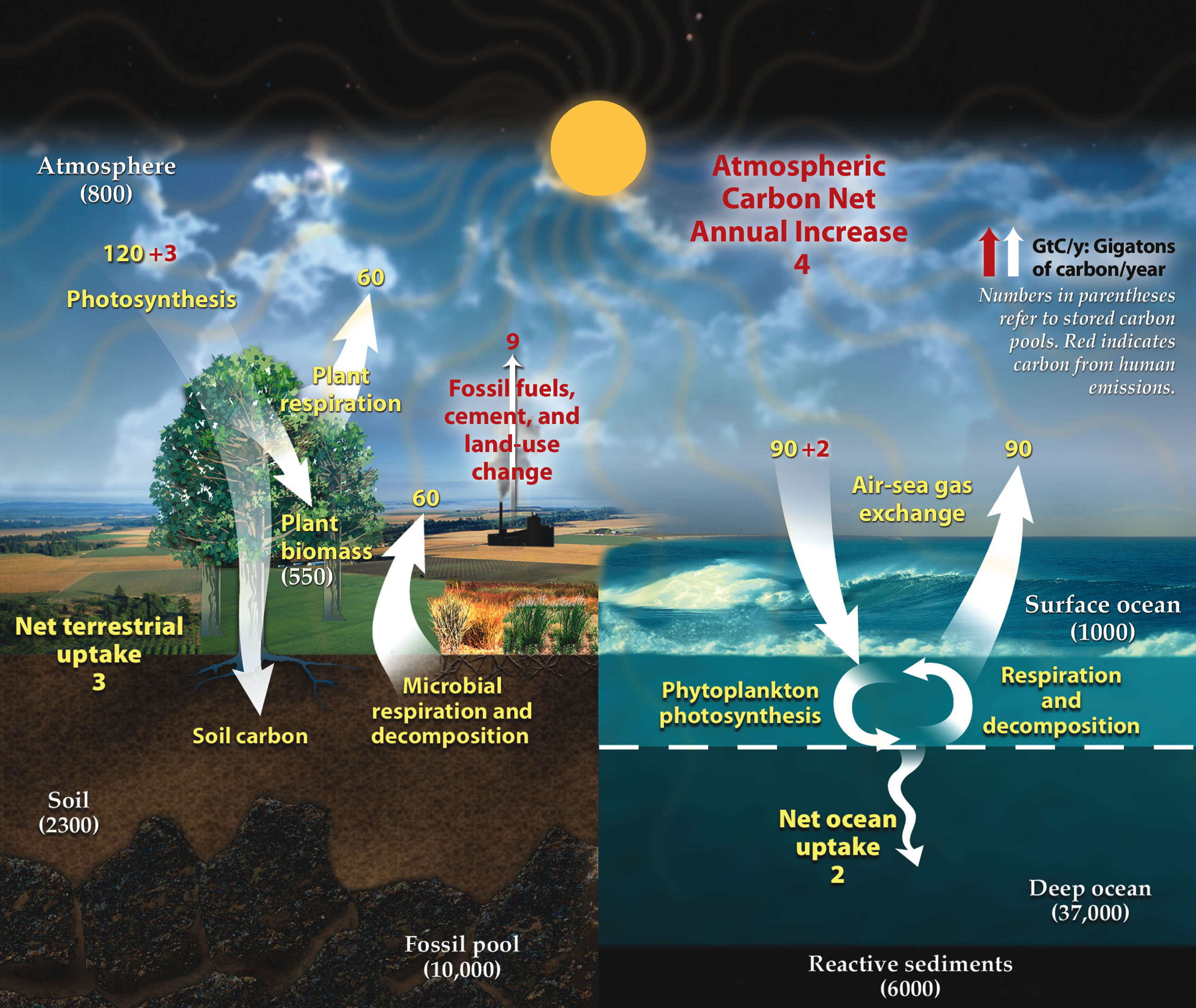 The global carbon cycle. Yellow values indicate natural fluxes, red indicates human contributions (such as fossil fuel combustion), and white indicates stored carbon in massive geological and oceanic reservoirs.