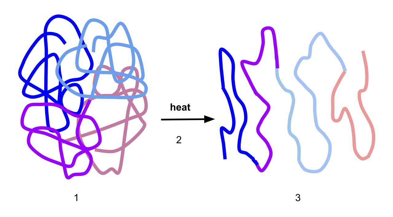 During denaturation, extreme heat or pH fluctuations cause a folded protein to unravel, permanently destroying its functional three-dimensional shape.