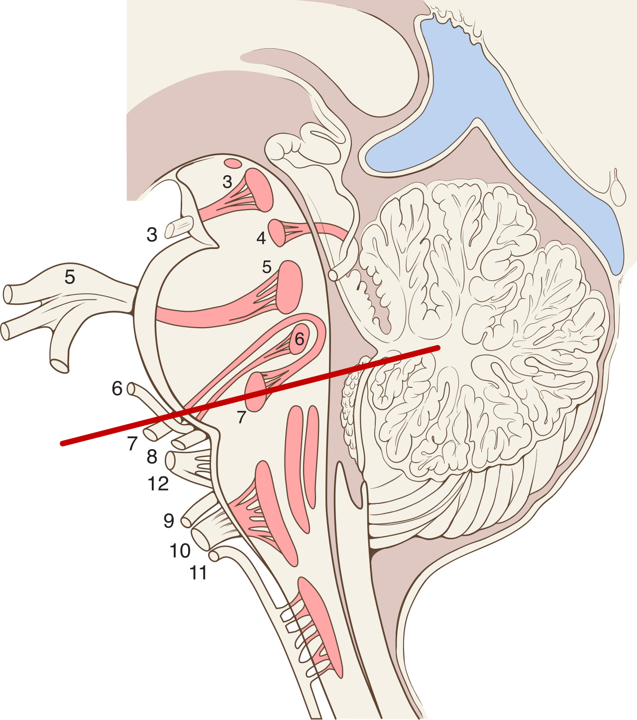A cross-section of the brainstem, the primitive control center for breathing that is lethally suppressed during an opioid overdose.