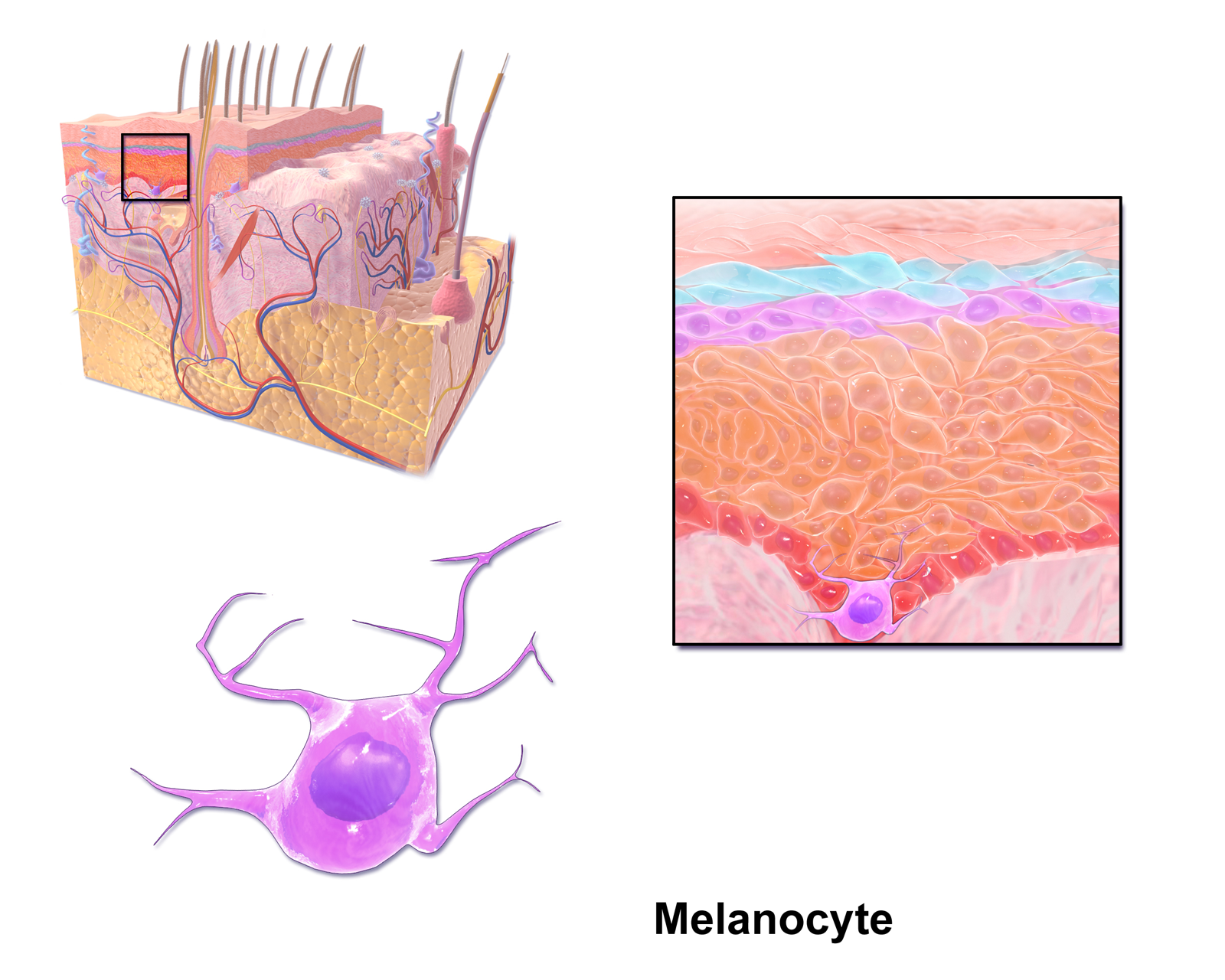 Melanocytes in the epidermis produce melanin, a pigment that absorbs harmful ultraviolet radiation to protect cellular DNA from mutation.