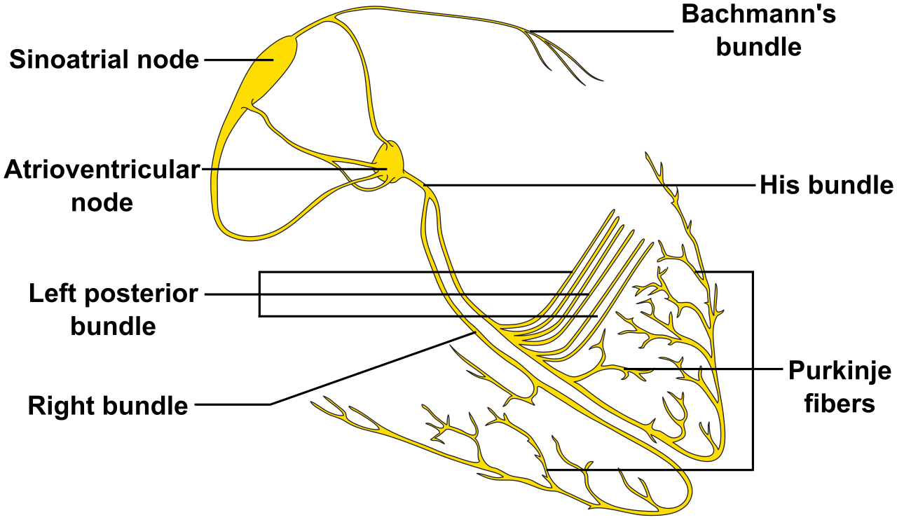 The electrical conduction system of the heart, highlighting the SA node, AV node, and Purkinje fibers.