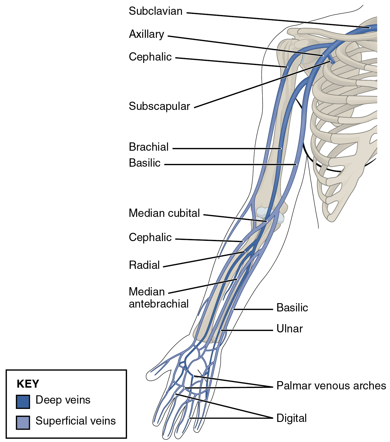 Superficial veins of the arm, highlighting the cephalic, basilic, and median cubital veins commonly targeted for safe peripheral IV access.
