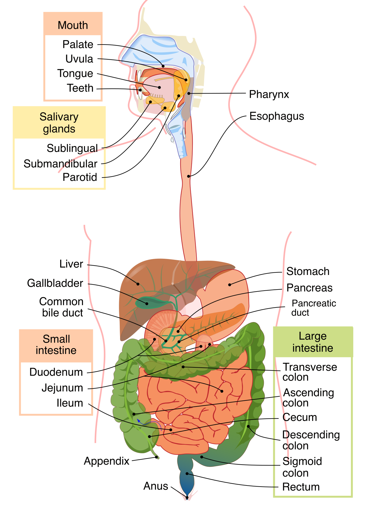 The human digestive system forms a continuous functional pathway from the mouth to the large intestine, supported by accessory organs such as the liver, gallbladder, and pancreas.