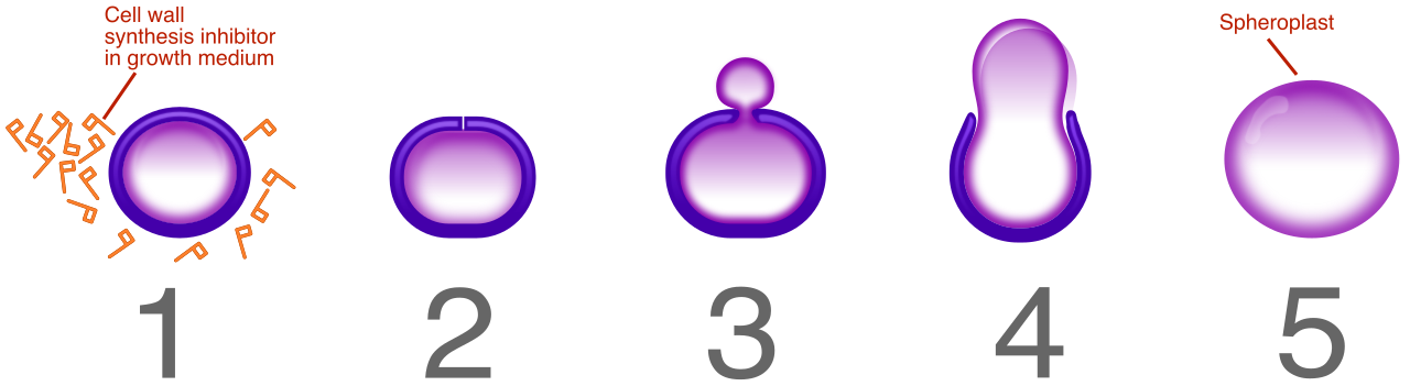 Gram-negative bacteria attempting to divide in the presence of penicillin fail to do so, shedding their protective cell walls and ultimately lysing.