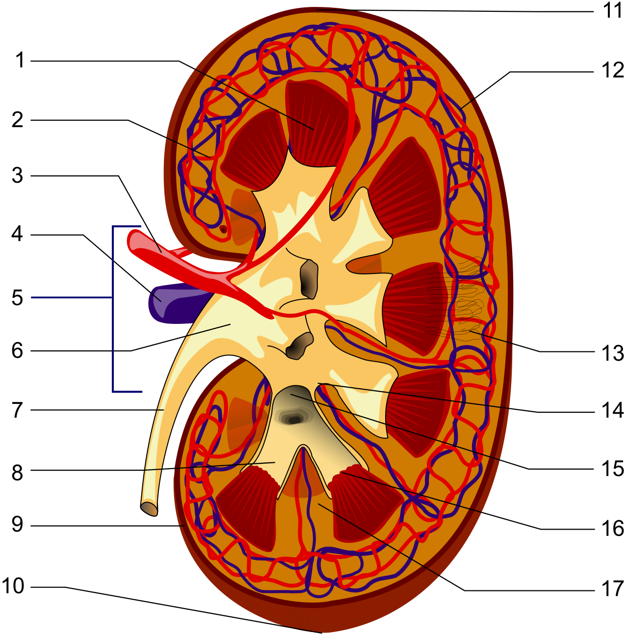 Internal anatomy of a human kidney, showcasing the complex structural hierarchy responsible for filtering metabolic toxins from the blood to produce urine.