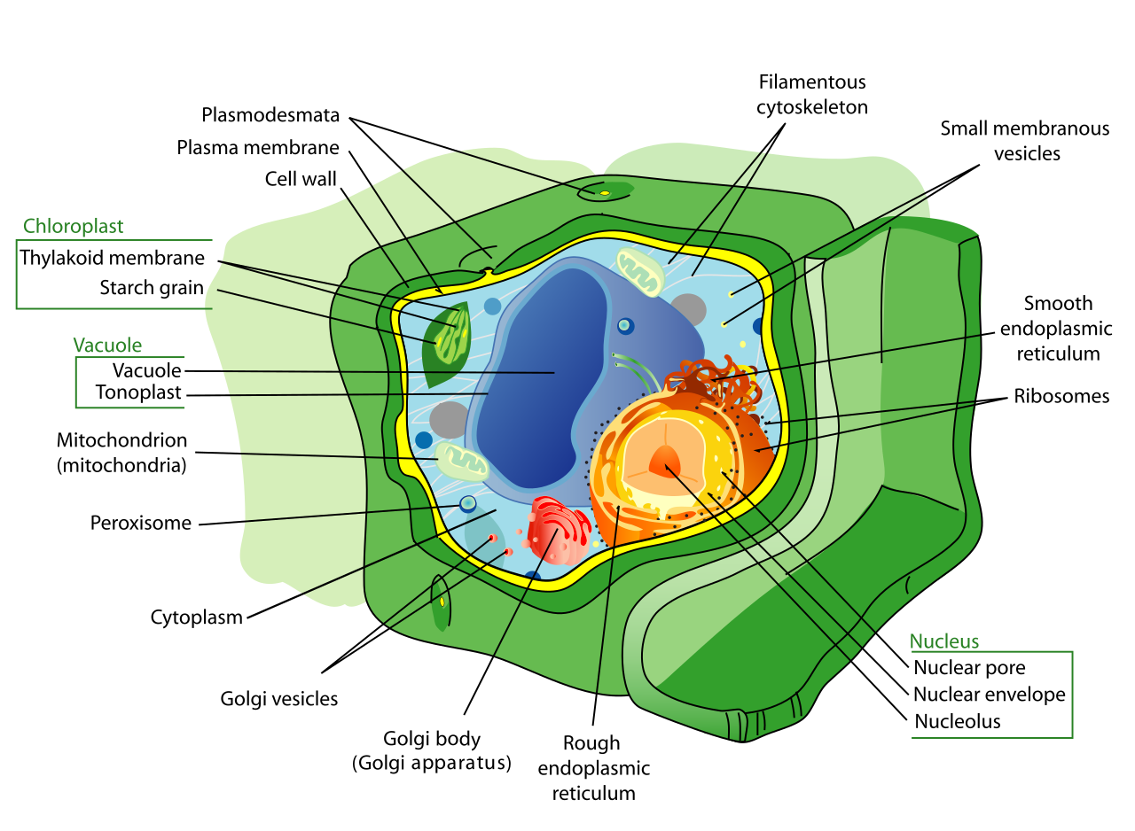 A typical plant cell features architectural elements absent in animal cells, such as a rigid external cell wall, chloroplasts for photosynthesis, and a large central vacuole to maintain internal turgor pressure.