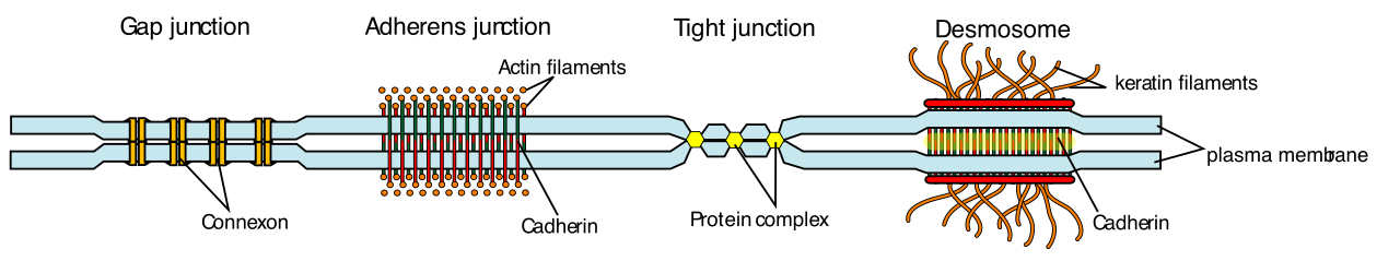 Epithelial cells use various junctions, including tight junctions to seal gaps, desmosomes for mechanical strength, and gap junctions for intercellular communication.