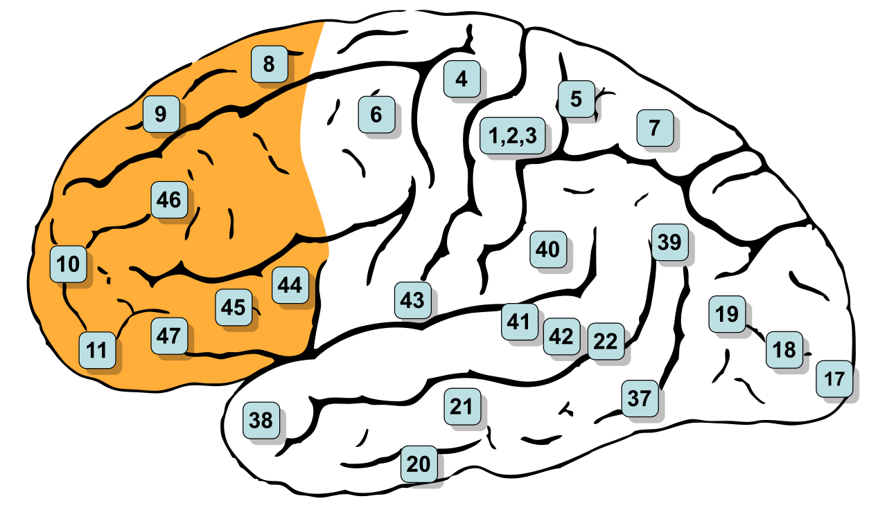The prefrontal cortex, highlighted in orange, is a key region of the brain's strategic network responsible for managing the executive functions required to act upon learned information.