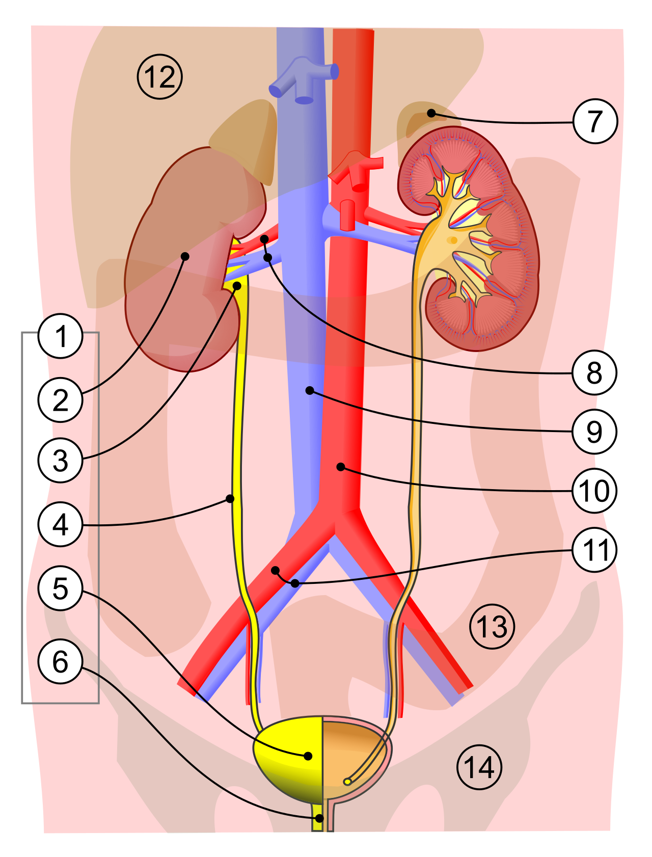 The human urinary system consists of the kidneys, ureters, urinary bladder, and urethra.