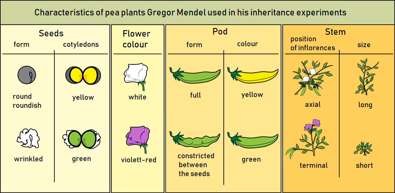 Gregor Mendel's breeding experiments tracked seven distinct, easily observable phenotypic traits in pea plants, allowing him to quantify the patterns of heredity.