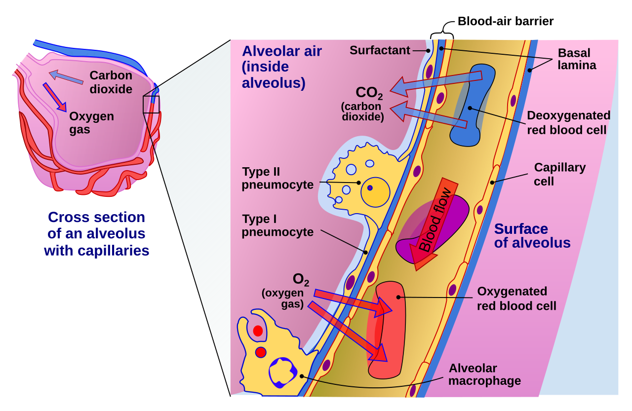 Cross-section of an alveolus demonstrating the passive diffusion of oxygen into the capillary and carbon dioxide into the alveolar space.